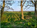 NO5911 : Sheepfield south of Cambo Farm by Aleks Scholz