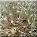 J5080 : Dandelion clock, Bangor by Rossographer