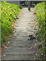 ST6169 : A cat nap on the path by Neil Owen