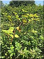 SP3065 : Japanese Knotweed fights back, Leam Road field, Warwick by Robin Stott