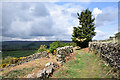 NZ0838 : Dry stone walling bounding lane by Trevor Littlewood