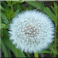 SJ9493 : Dandelion clock by Gerald England