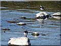 NJ3461 : Pied Wagtails (Motacilla alba) by Anne Burgess