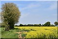 TM2061 : Ashfield cum Thorpe: Oil seed rape crop (set of 2 images) by Michael Garlick