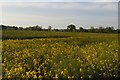 TM3965 : Rape field off Butcher's Road, Kelsale by Christopher Hilton