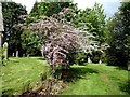 NZ0461 : Trees in blossom by Oliver Dixon