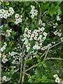 TF0820 : Hawthorn in hedgerow - 2 by Bob Harvey