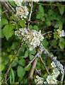 TF0820 : Hawthorn in hedgerow - 9 by Bob Harvey