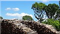 TQ0022 : Piles of logs by the Serpent Trail by Ian Hawfinch