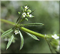 TF0820 : Galium aparine by Bob Harvey