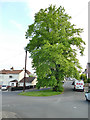 SE2232 : Traffic island with a tall tree by Stephen Craven