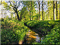 SJ7251 : Basford Brook in Burrow Coppice by Scott Robinson