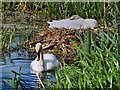 SD7908 : Nesting Swans on the Manchester, Bury and Bolton Canal by David Dixon