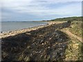 NT4477 : Fire damage, Longniddry Bents by Richard Webb