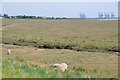 TM2328 : Salt Marsh Lamb by Glyn Baker