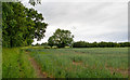 TL5402 : Footpath in arable field margin, nr Greenstead Road, Ongar by Roger Jones