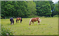 TL5403 : Horses in pasture, near Essex Way, Ongar by Roger Jones