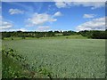 NS7753 : Field of unripe wheat, Lower Carbarns by Alan O'Dowd