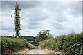 SO6806 : Overgrown telegraph pole by John Winder