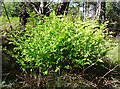 NJ3165 : Royal Fern (Osmunda regalis) by Anne Burgess