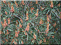 NJ3055 : Scots Pine (Pinus sylvestris) by Anne Burgess