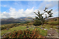 SH6448 : Hawthorn on Carnedd Melyn by Andy Waddington