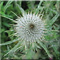 NT2469 : Spear Thistle - Cirsium vulgare by M J Richardson