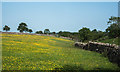 NZ0112 : Buttercups in field south of White Close Hill by Trevor Littlewood