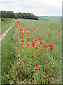 SE9561 : Bridleway  with  Poppy  edged  Oil  Seed  Rape  Field by Martin Dawes