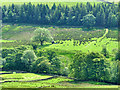 SD9338 : A mowing challenge at Copy House Farm by Stephen Craven