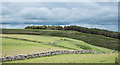 NZ0806 : Fields adjacent to Crumma Gill by Trevor Littlewood