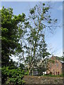 NT2470 : Roadside Ash tree with dieback by M J Richardson