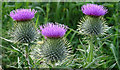 NJ3752 : Spear Thistle (Cirsium vulgare) by Anne Burgess