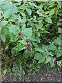 TF0820 : Buds  on Burdock by Bob Harvey