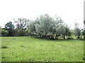 NZ0484 : Willow trees beside the River Wansbeck by Oliver Dixon