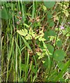 TF0820 : Seedheads on Herb Robert by Bob Harvey