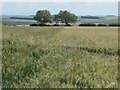 TA0770 : Trees on a field boundary, east of Refuge Farm by Christine Johnstone