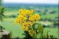 SJ5359 : Ragwort on Beeston Castle by Jeff Buck