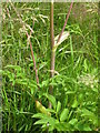 NT2159 : Wild Angelica - Angelica sylvestris by M J Richardson