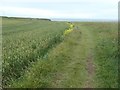 TA2570 : Self-seeded oilseed rape alongside the Headland Way by Christine Johnstone