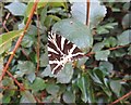 ST4714 : Jersey Tiger Moth (Euplagia quadripunctaria) by Sarah Smith