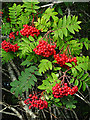 NJ3457 : Rowan Berries (Sorbus aucuparia) by Anne Burgess