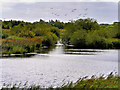 SD4213 : Martin Mere , Woodend Wetlands by David Dixon