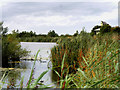 SD4213 : WWT Martin Mere, The Pat Wisniewski Reedbeds by David Dixon