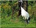 SD4213 : Red-crowned Crane at Martin Mere Wetland Centre by David Dixon