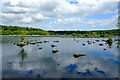 SJ5471 : Blakemere Moss, Delamere Forest by Jeff Buck