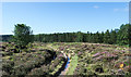 NZ8901 : Bridleway close to coniferous plantation by Trevor Littlewood