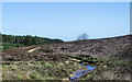 NZ8900 : Leech Bog Slack by Trevor Littlewood