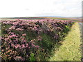 NT6460 : Lammermuir Hills roadside by M J Richardson