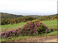 ST1538 : Heather on the Quantock Hills by Malc McDonald